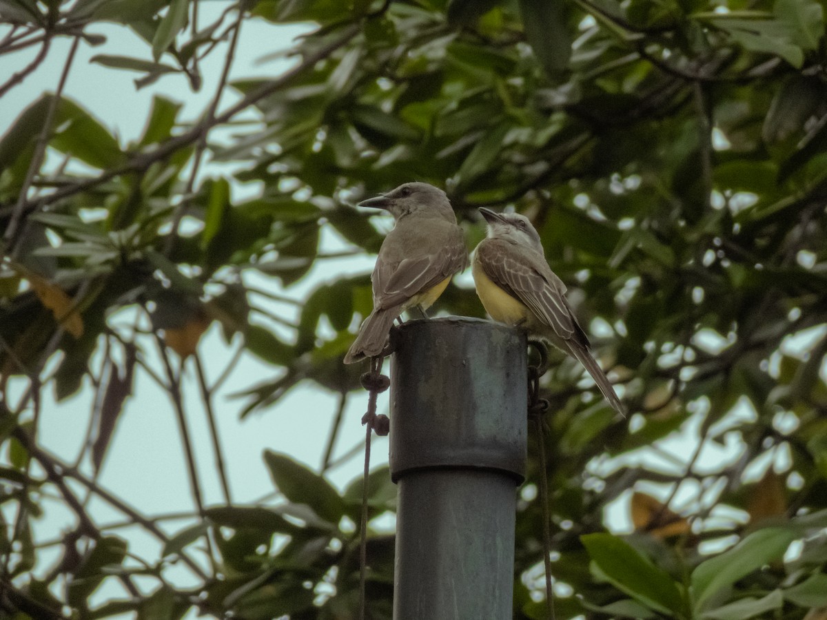 Tropical Kingbird - ML588524811