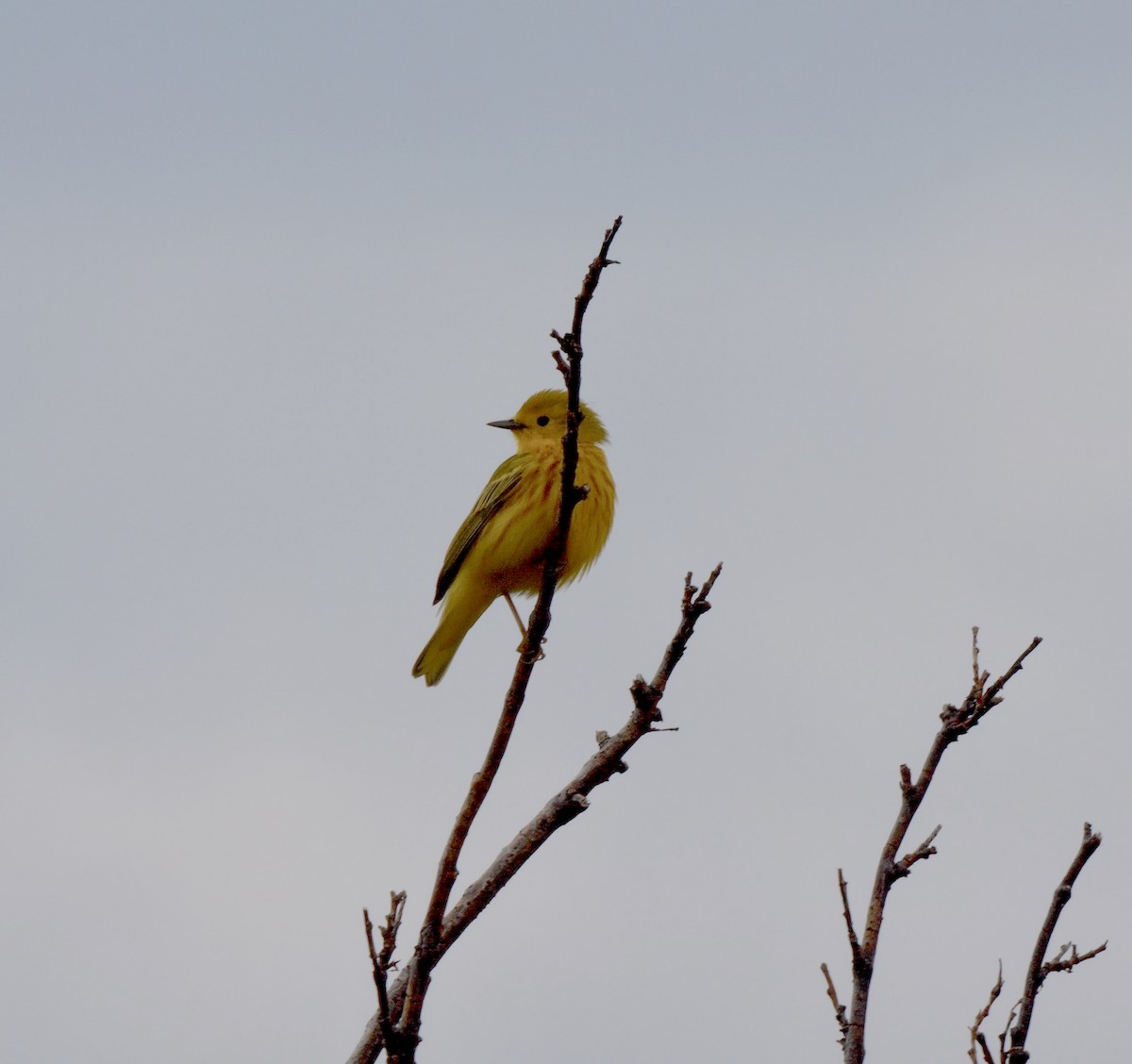 Yellow Warbler (Northern) - ML588524901