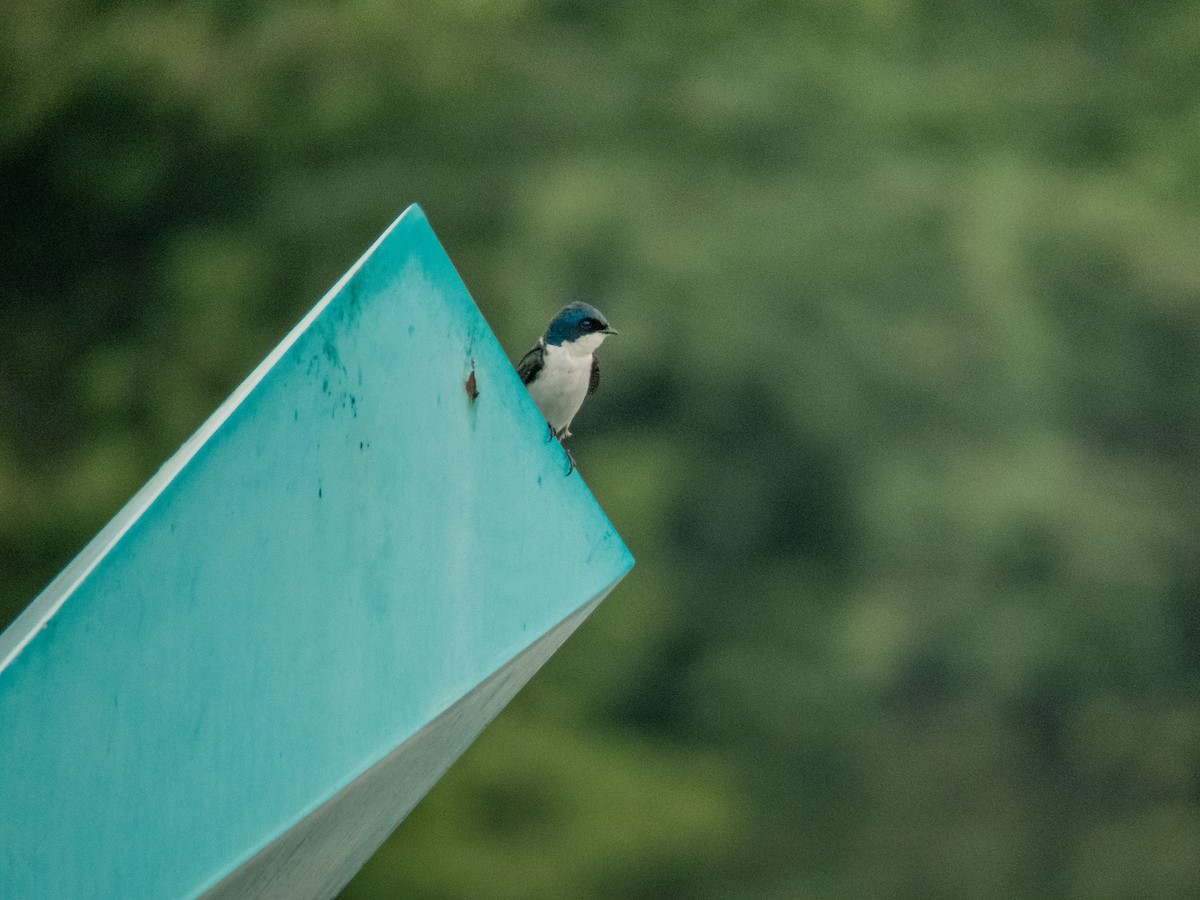 Blue-and-white Swallow - Cesar Vega