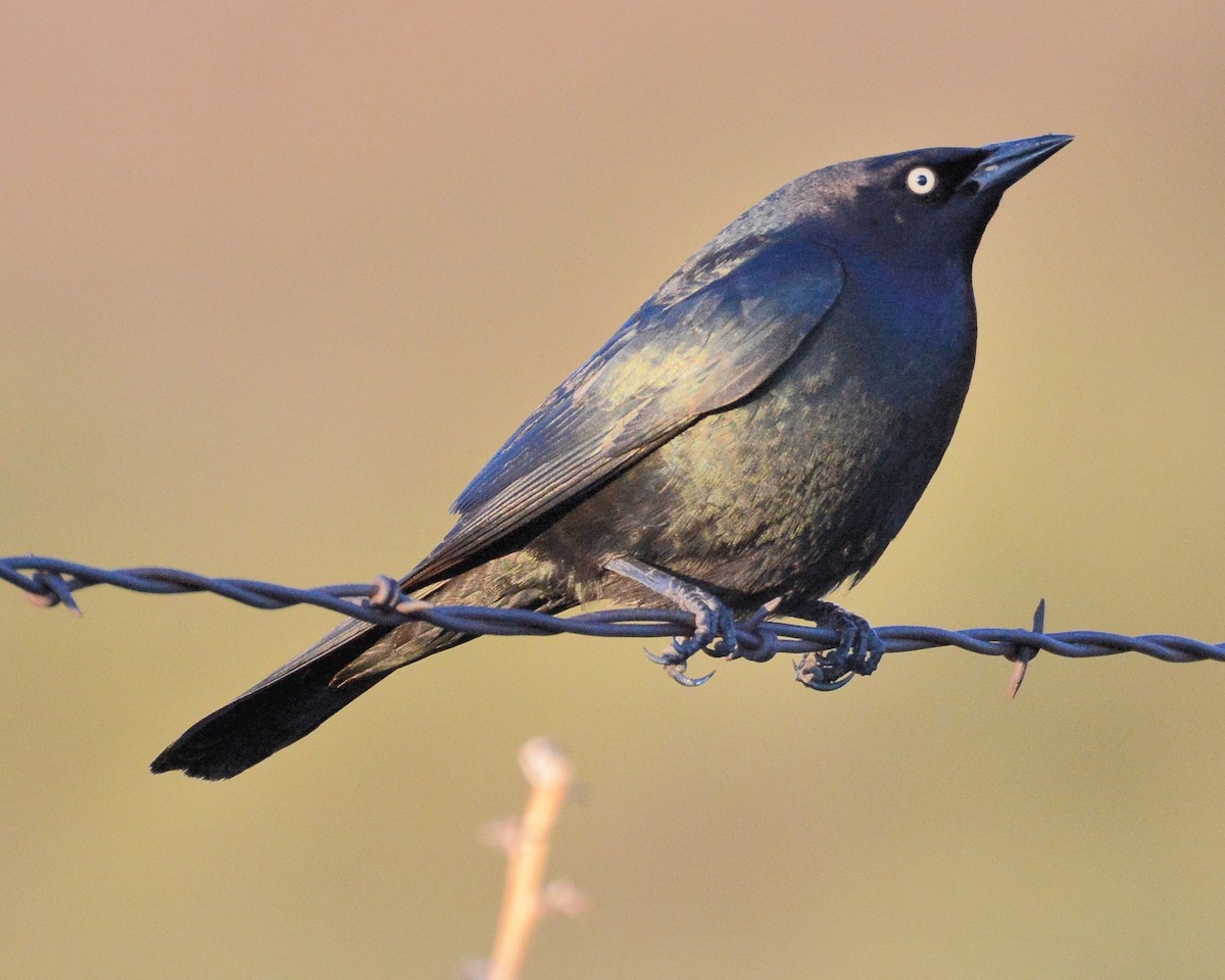 Brewer's Blackbird - ML58852551