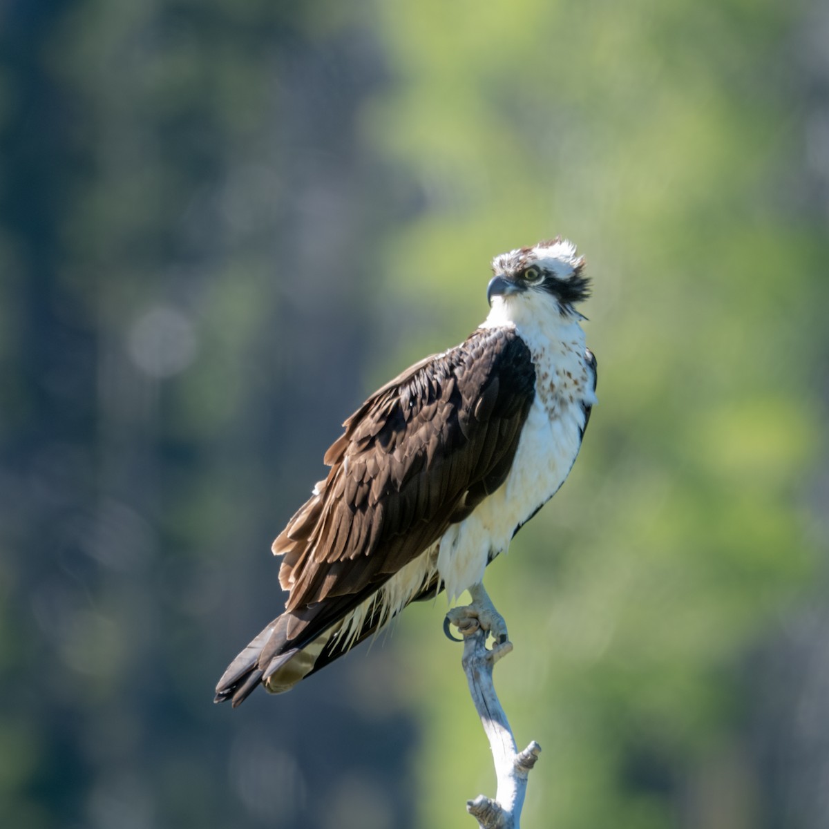 Balbuzard pêcheur - ML588525571