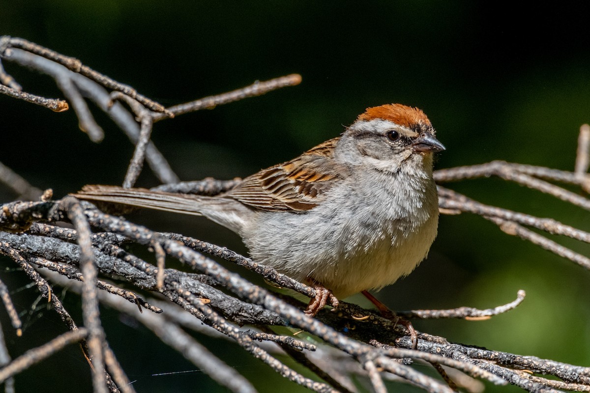 Chipping Sparrow - Greg Shott
