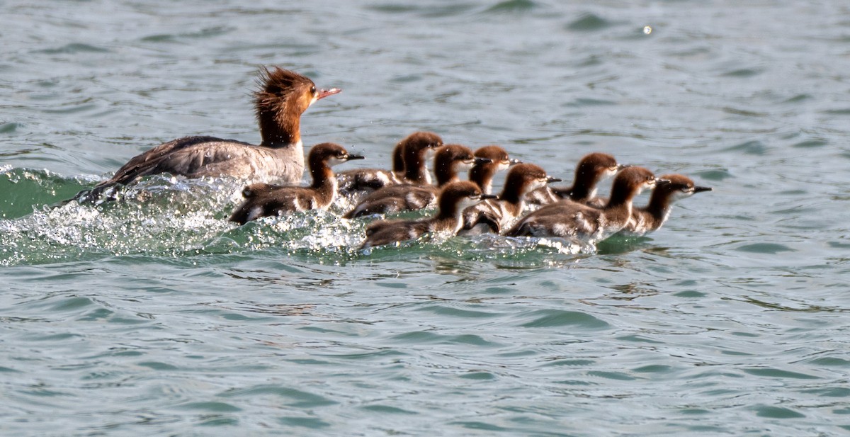 Common Merganser - ML588526111