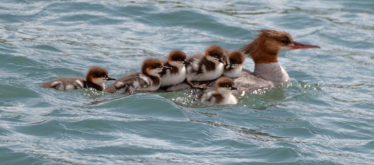 Common Merganser - ML588526171