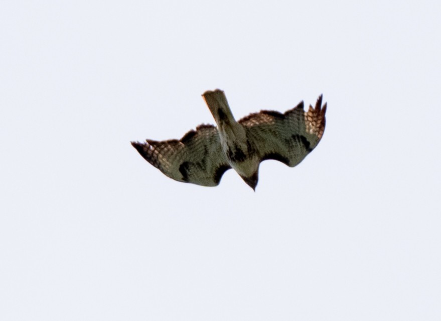 Red-tailed Hawk - ML588526241