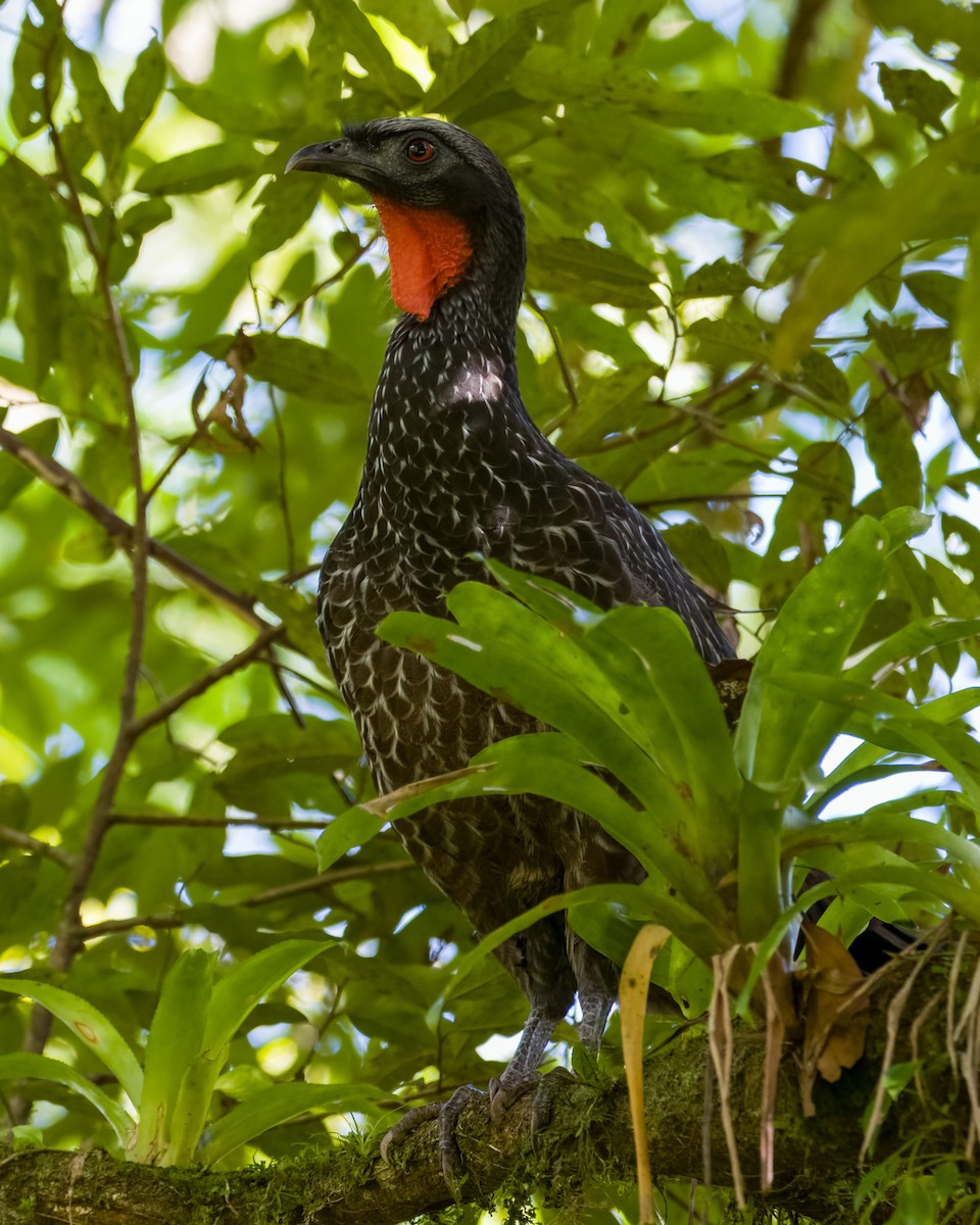 Dusky-legged Guan - Lupa Foto