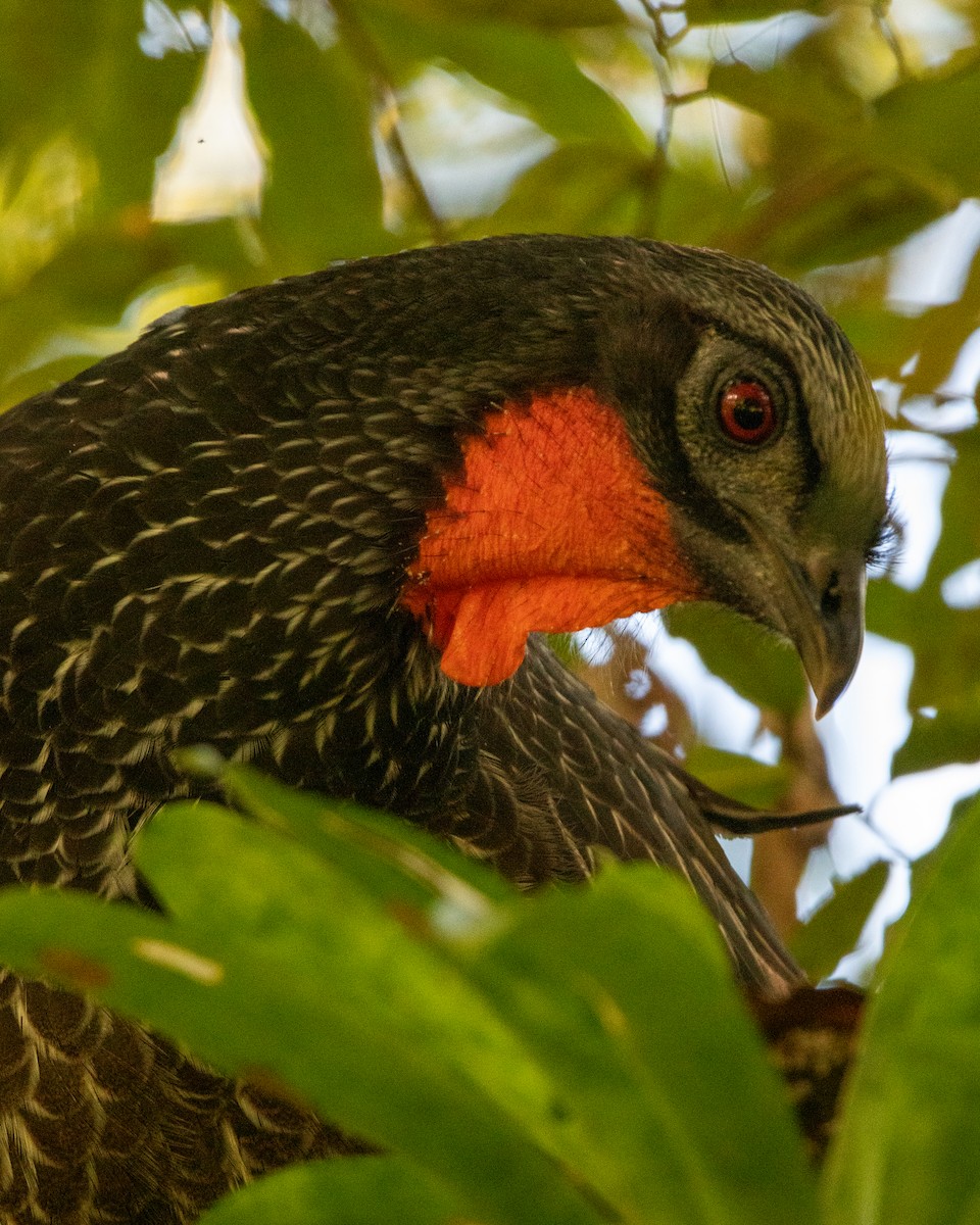 Dusky-legged Guan - ML588528521