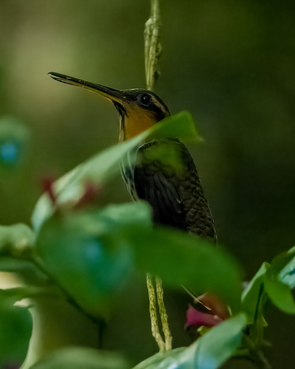 Saw-billed Hermit - ML588528571