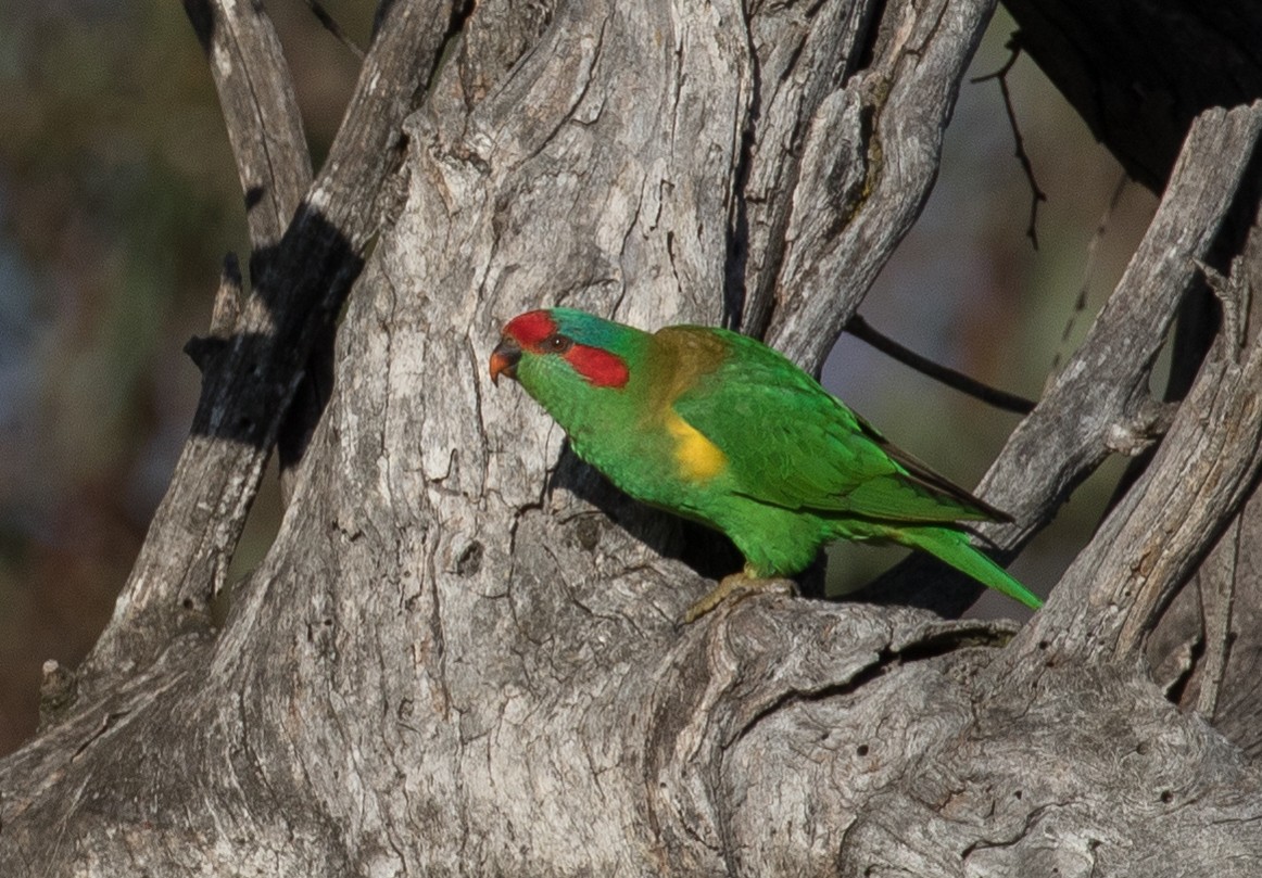 Musk Lorikeet - shorty w