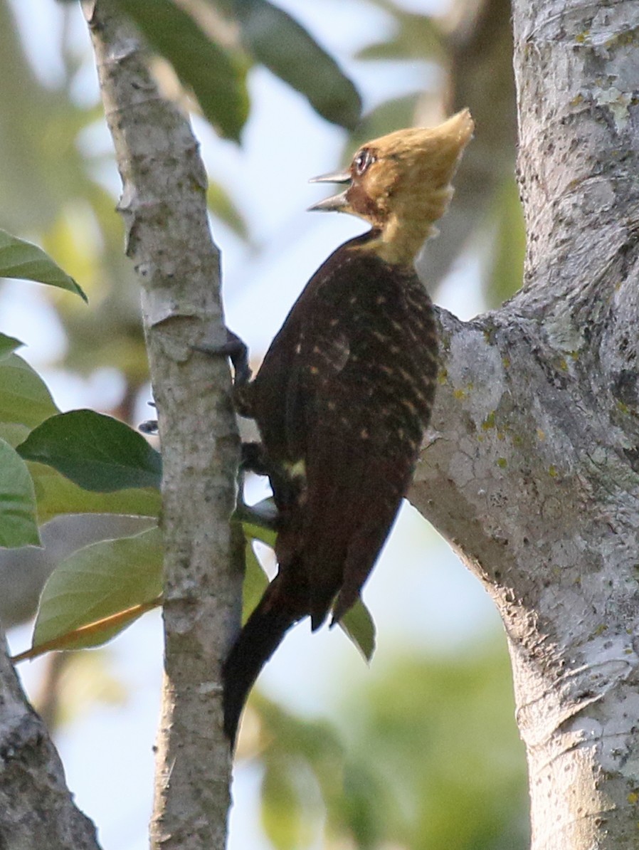 Pale-crested Woodpecker - Charlotte Byers