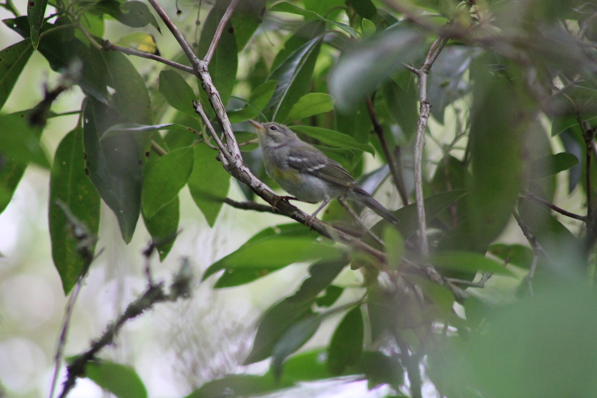 Northern Parula - ML588531131