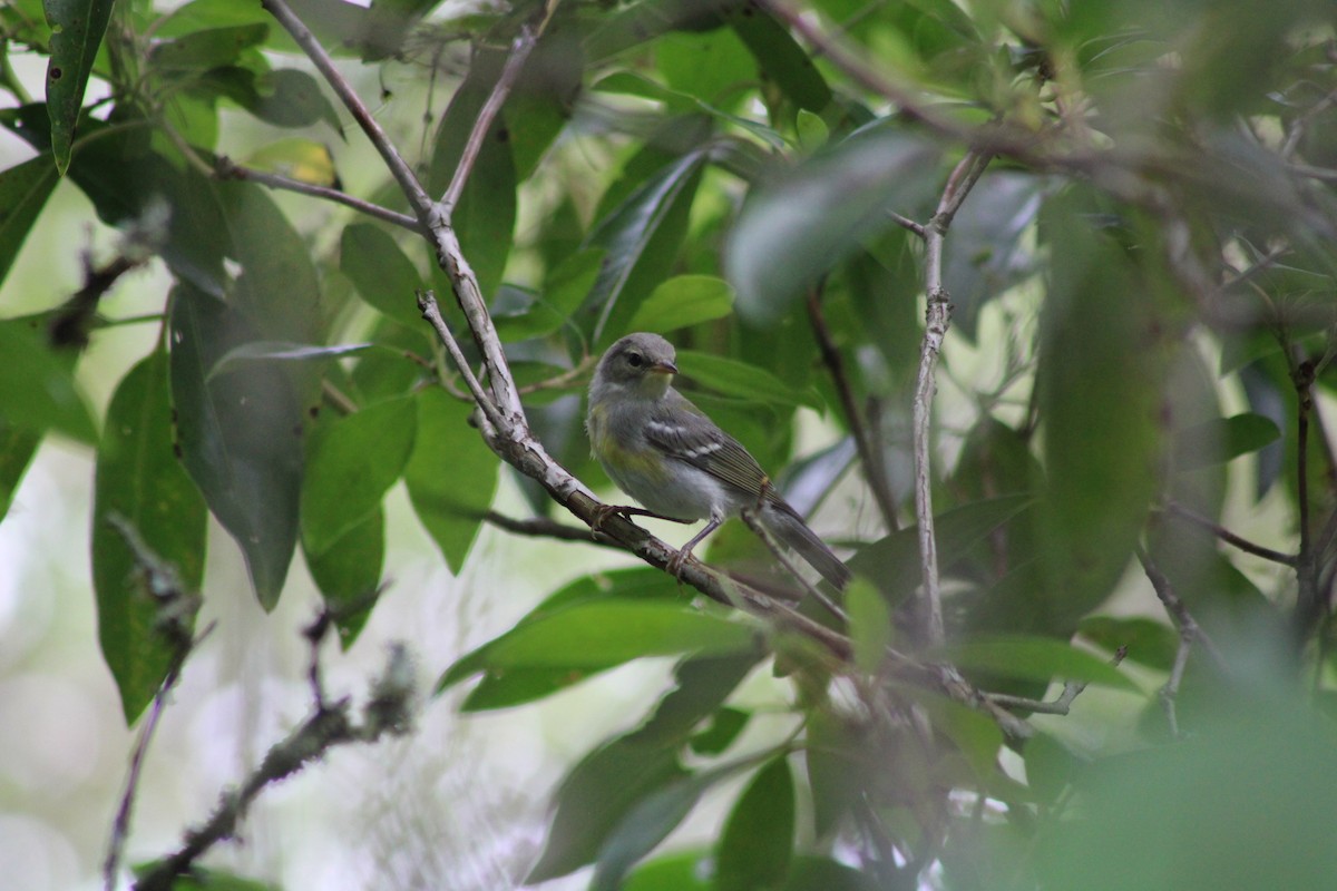 Northern Parula - ML588531141