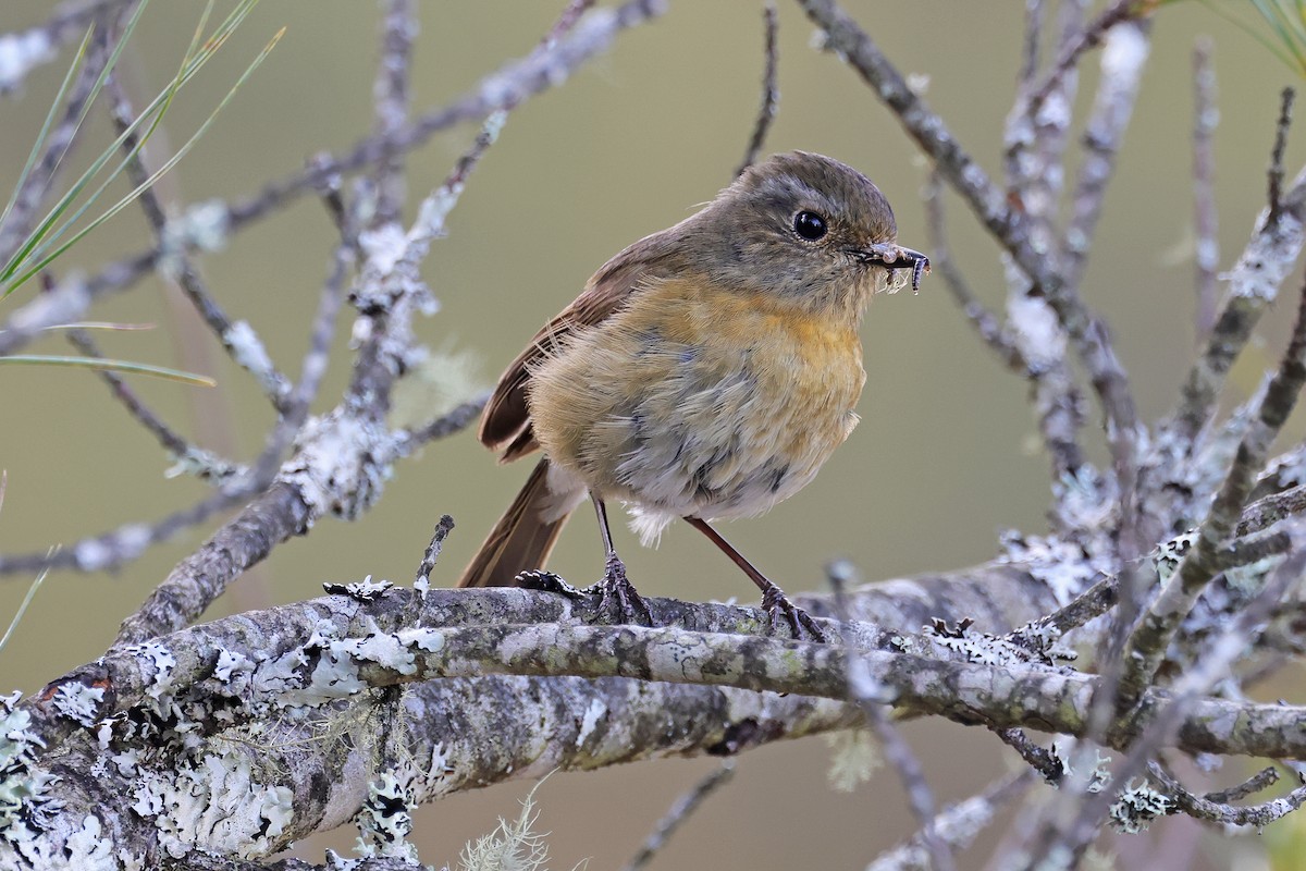 Collared Bush-Robin - Nathan Wall