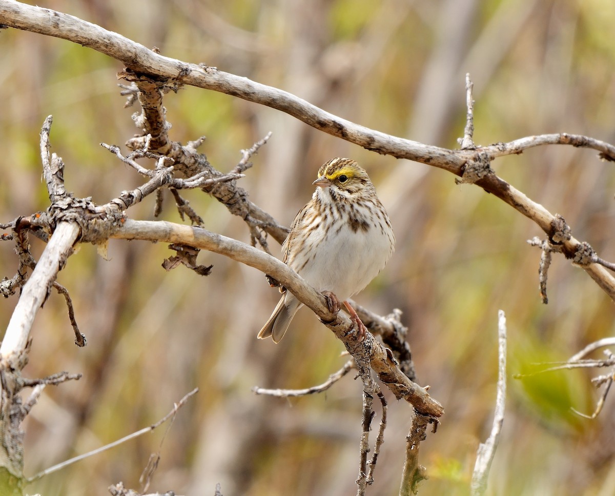 Savannah Sparrow (Savannah) - ML588532461