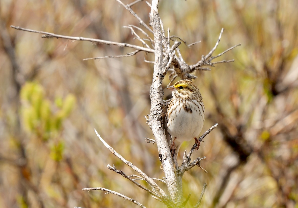 Savannah Sparrow (Savannah) - ML588532471
