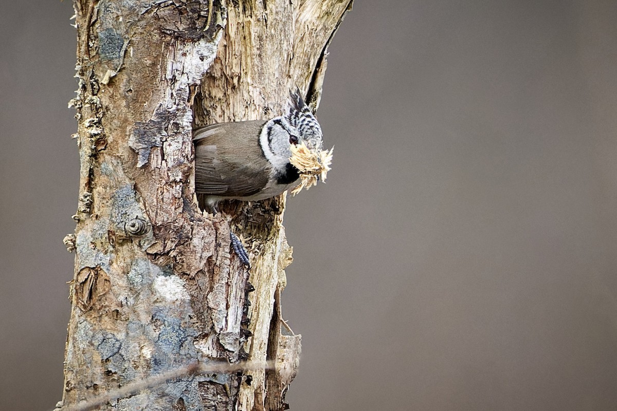 Mésange huppée - ML588532551