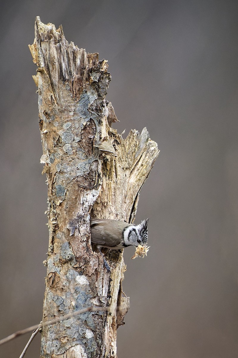 Crested Tit - Tomáš Grim