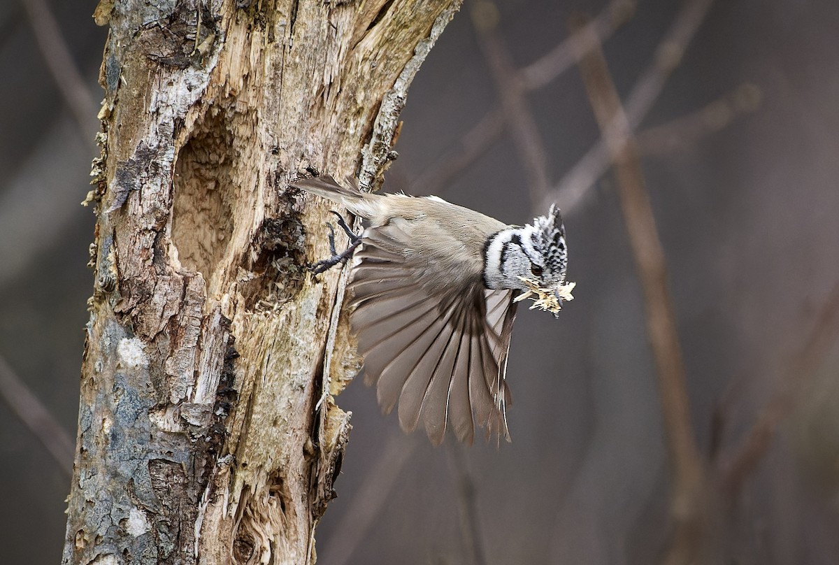 Crested Tit - ML588532591