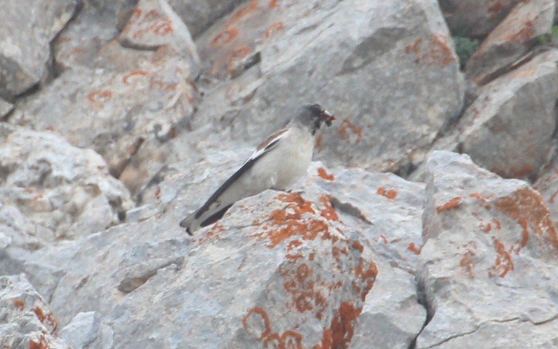 White-winged Snowfinch - ML588533421