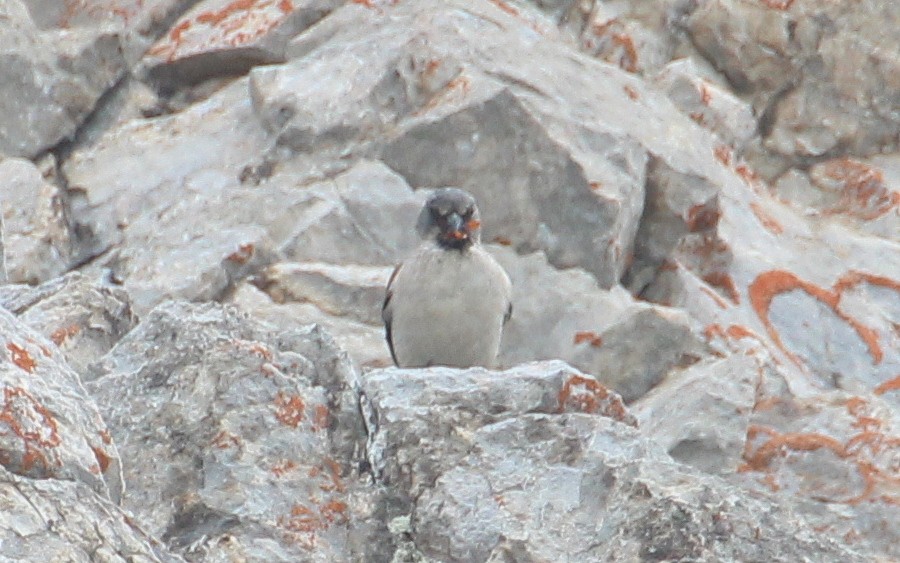 White-winged Snowfinch - ML588533441