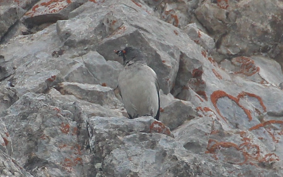 White-winged Snowfinch - ML588533451