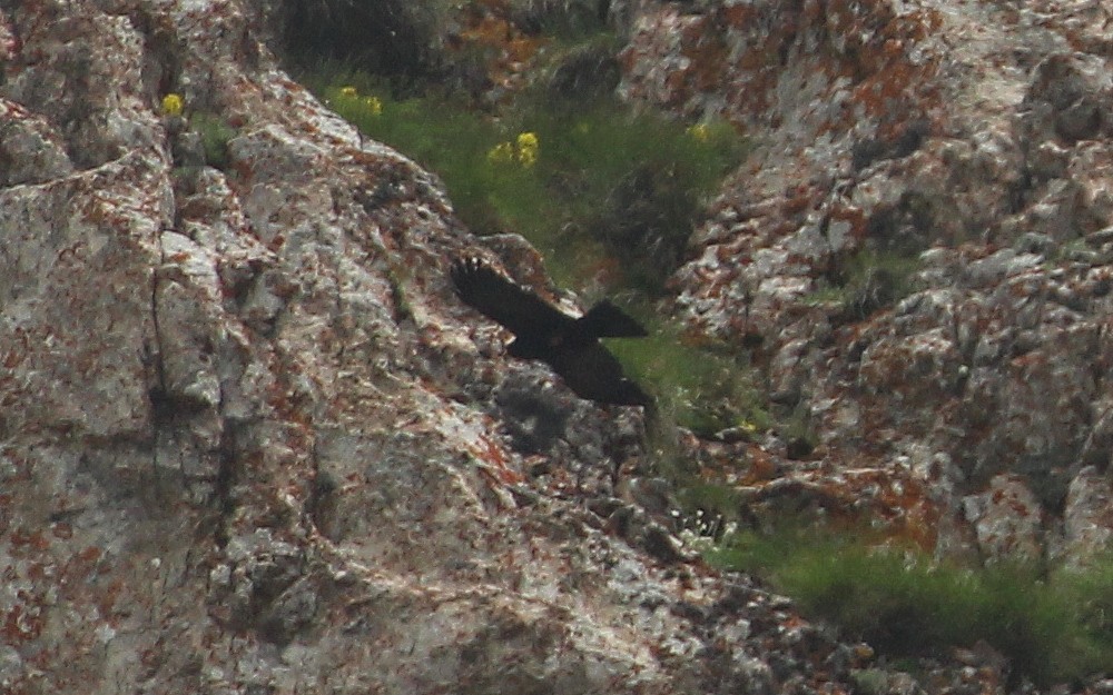 Yellow-billed Chough - ML588533651