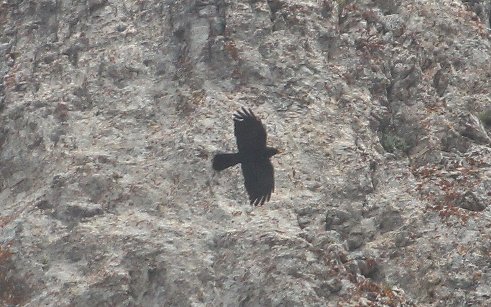 Yellow-billed Chough - ML588533661