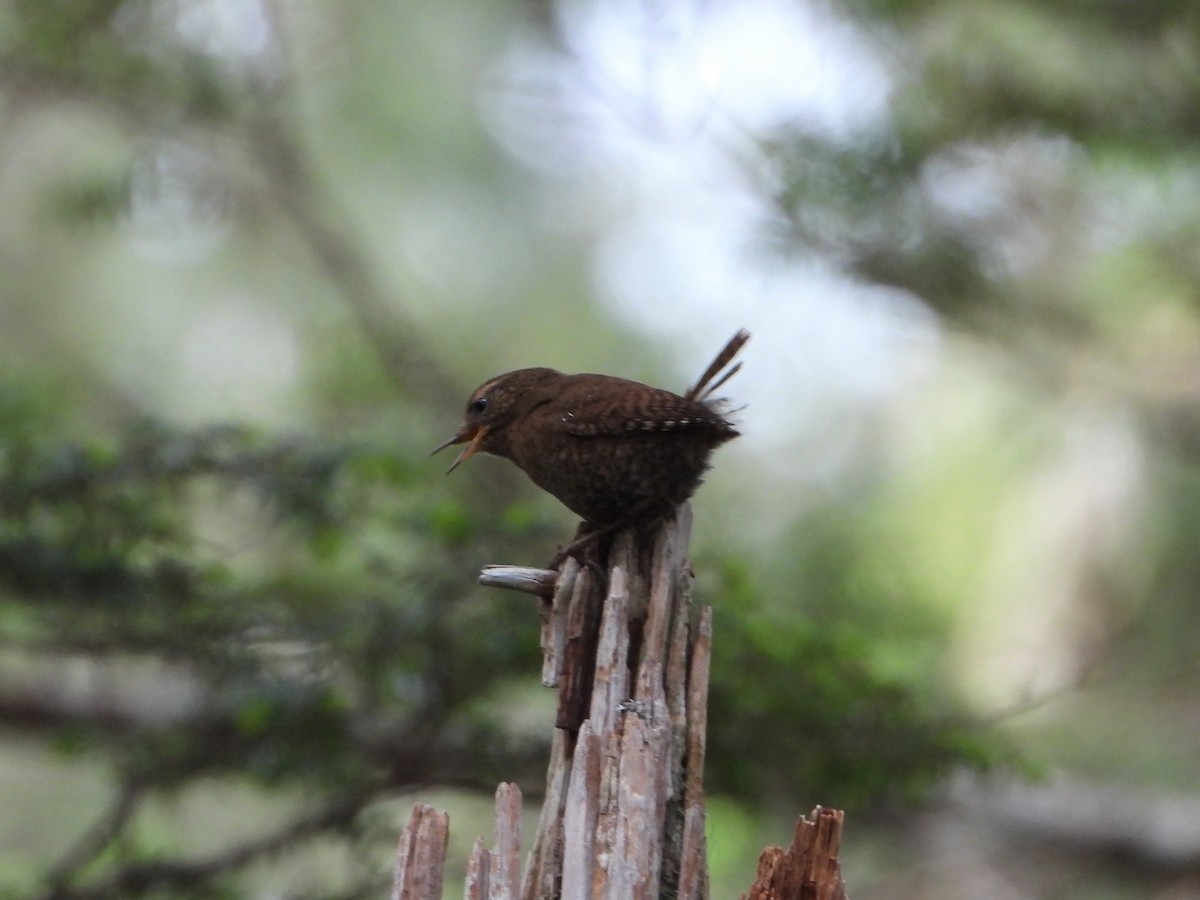 Pacific Wren - Chris Ortega