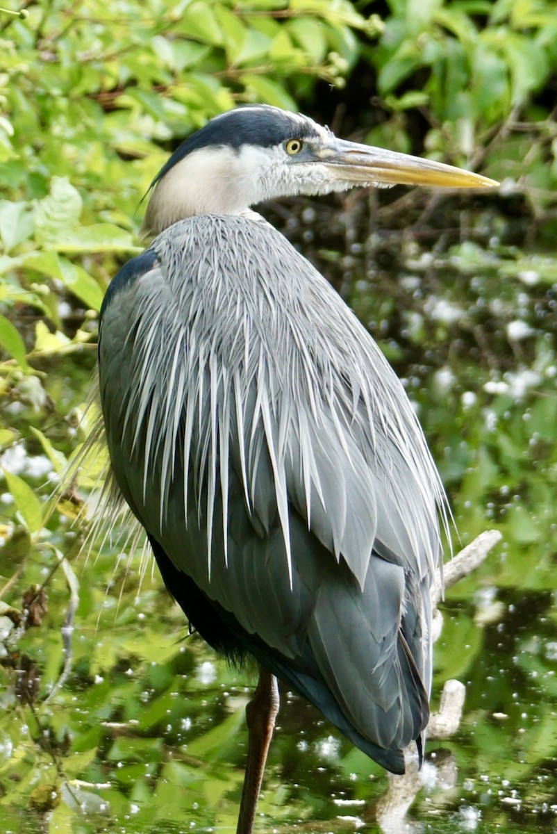 Great Blue Heron - Laura Sisitzky