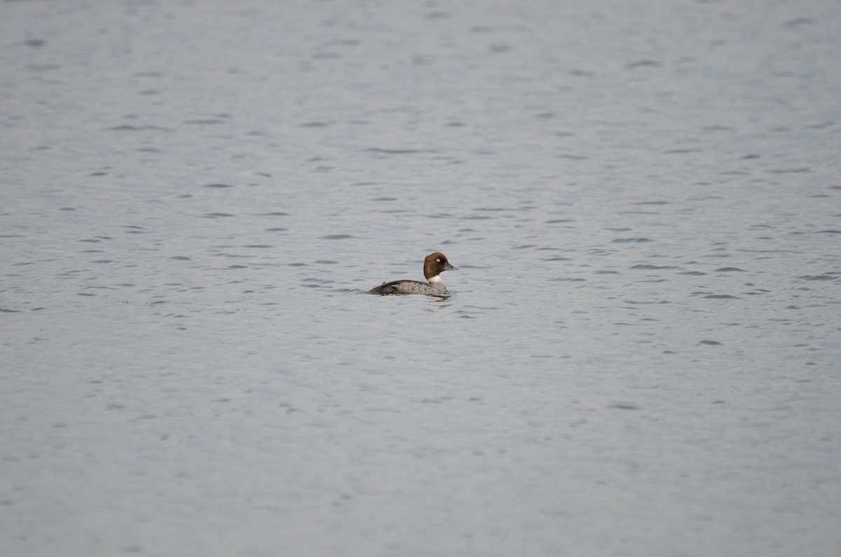 Common Goldeneye - ML58853601