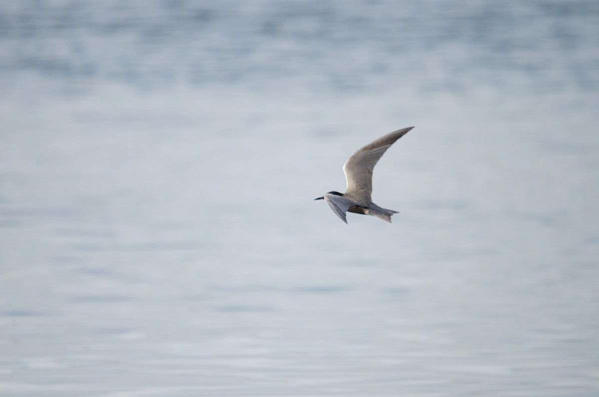 Black Tern - ML58853791