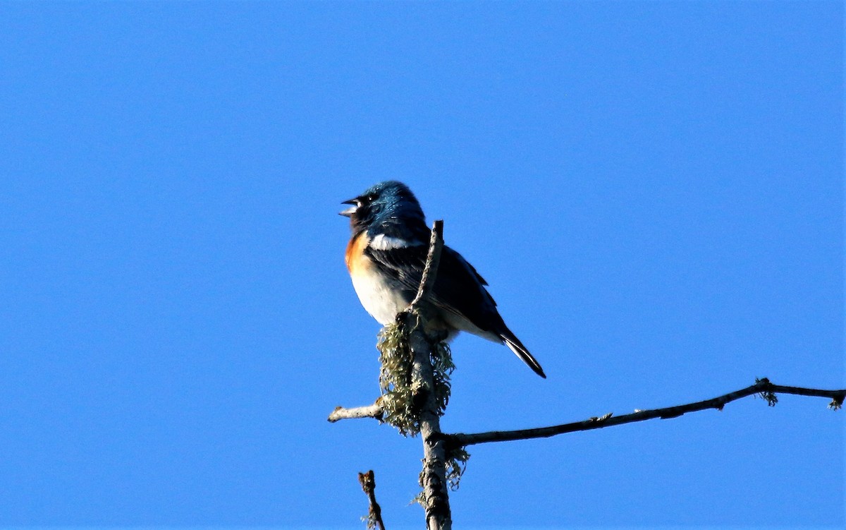 Lazuli Bunting - Nels Nelson