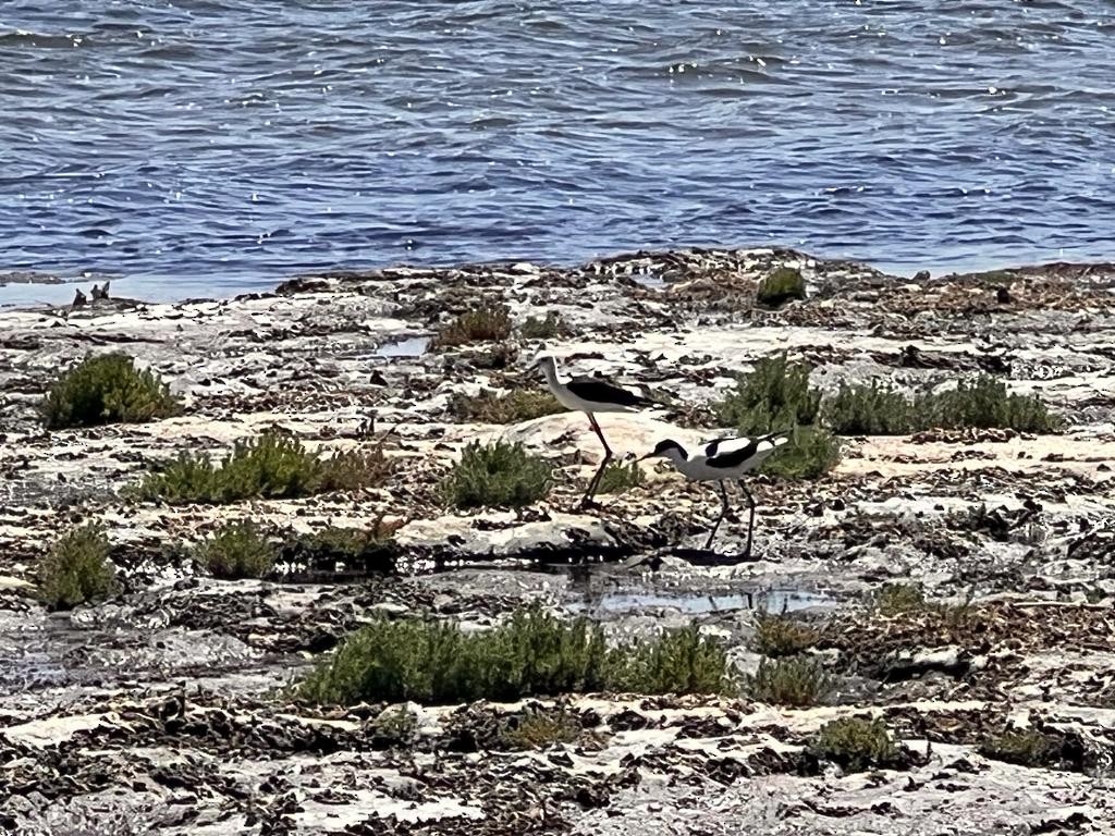 Black-winged Stilt - ML588538441