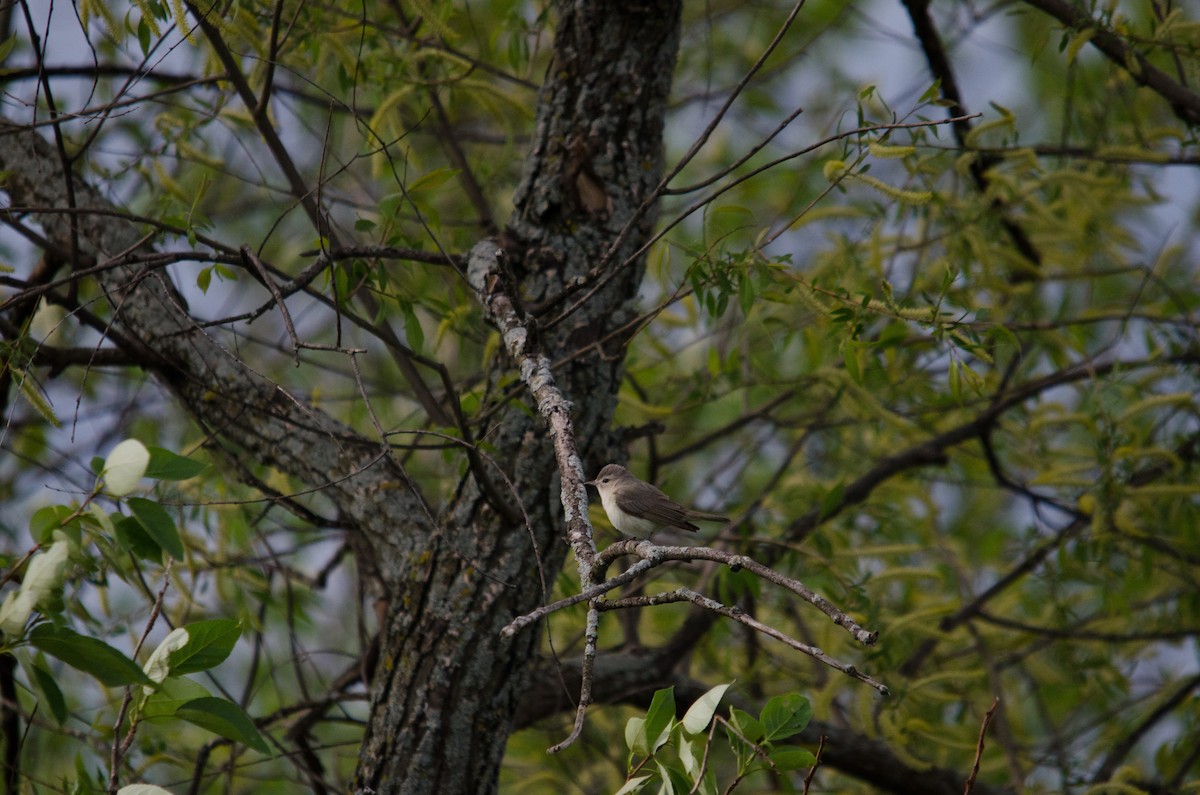 Eastern Warbling Vireo - Iain Rayner