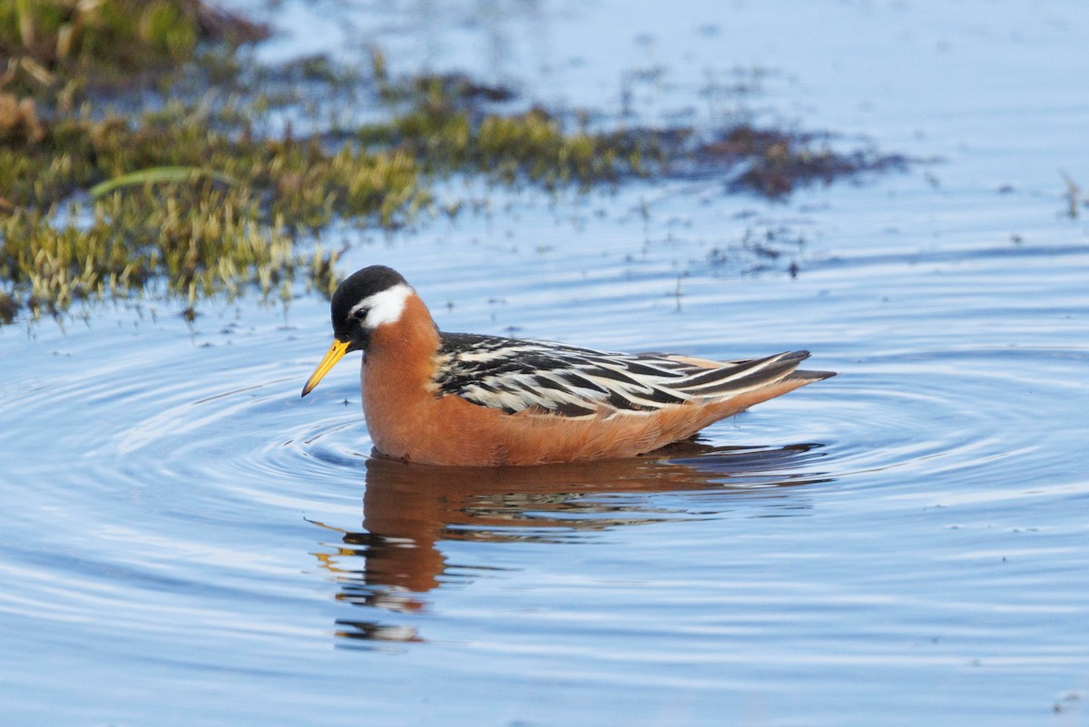 Red Phalarope - Robert Lewis