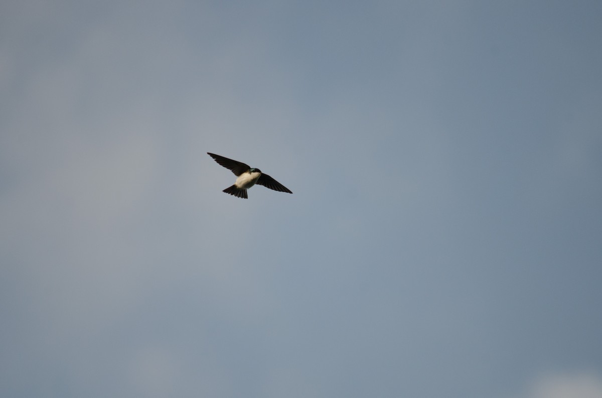 Golondrina Bicolor - ML58853961