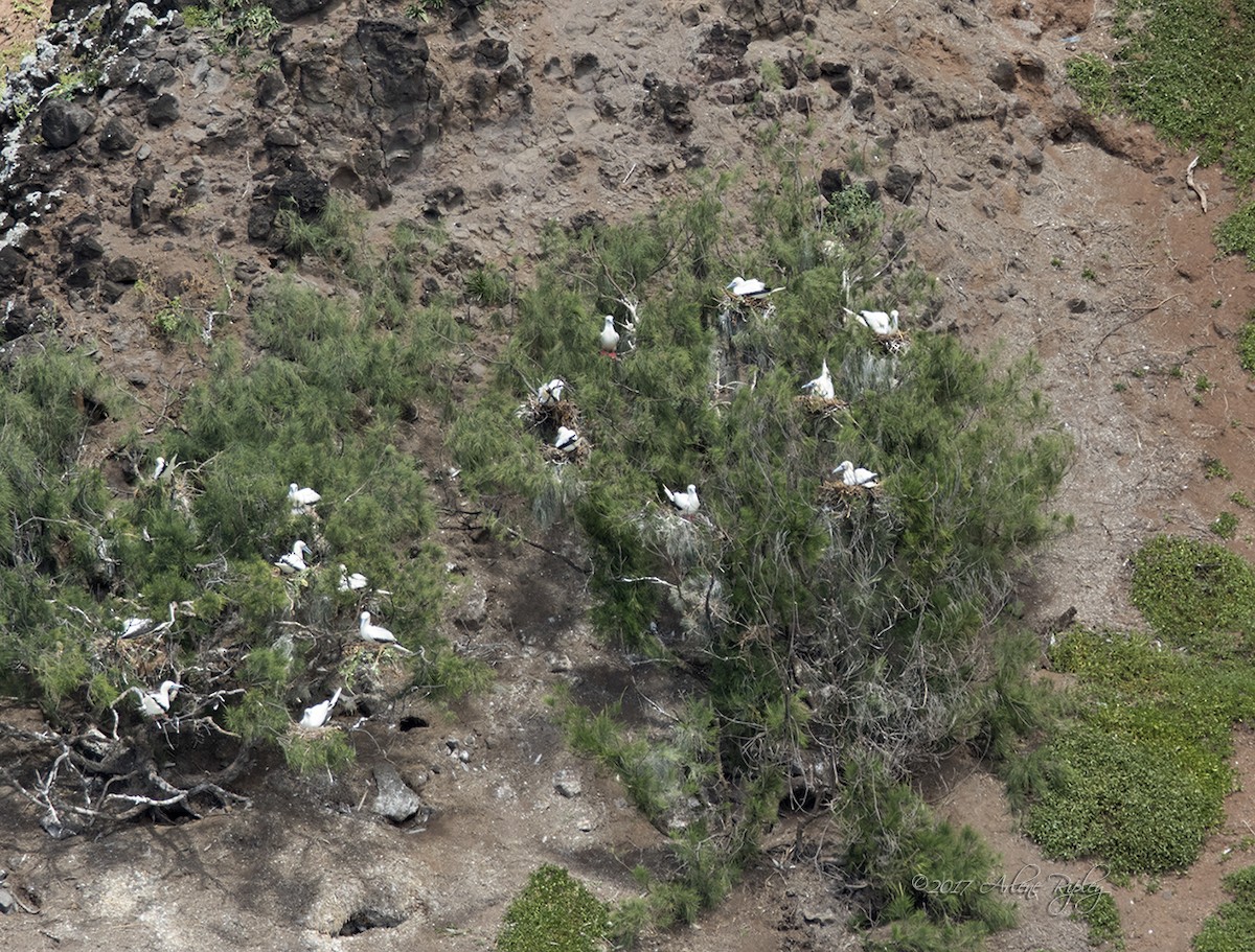 Red-footed Booby - Arlene Ripley