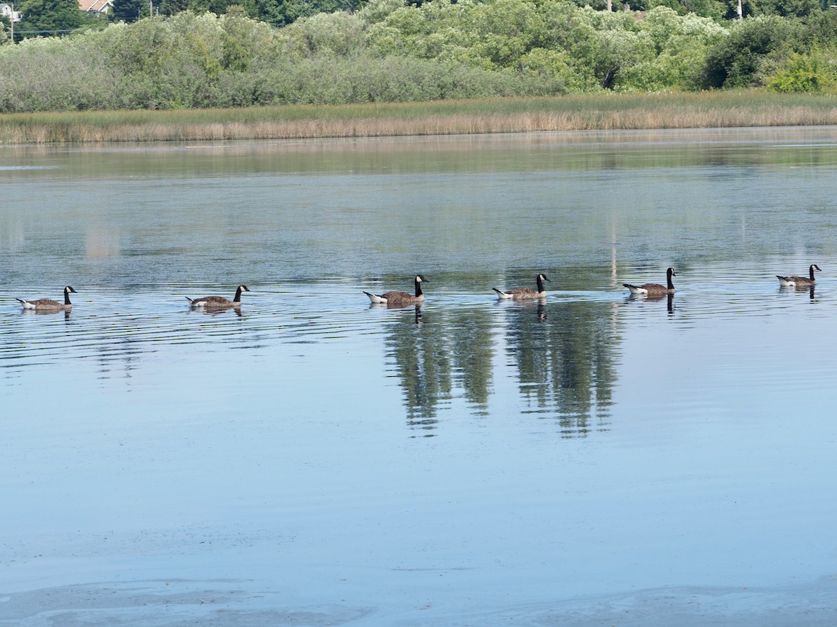 Canada Goose - Wendy Feltham