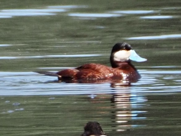 Érismature rousse - ML588541341