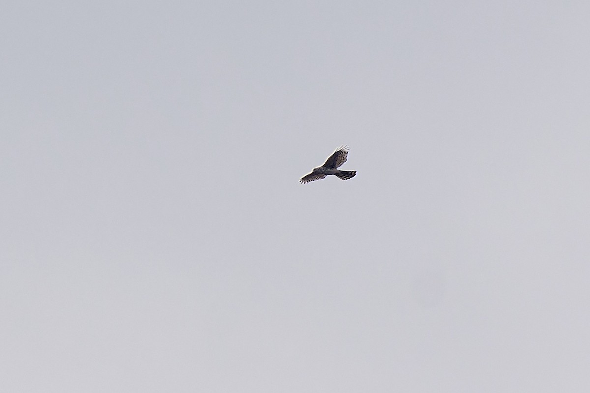 Eurasian Goshawk - Tomáš Grim