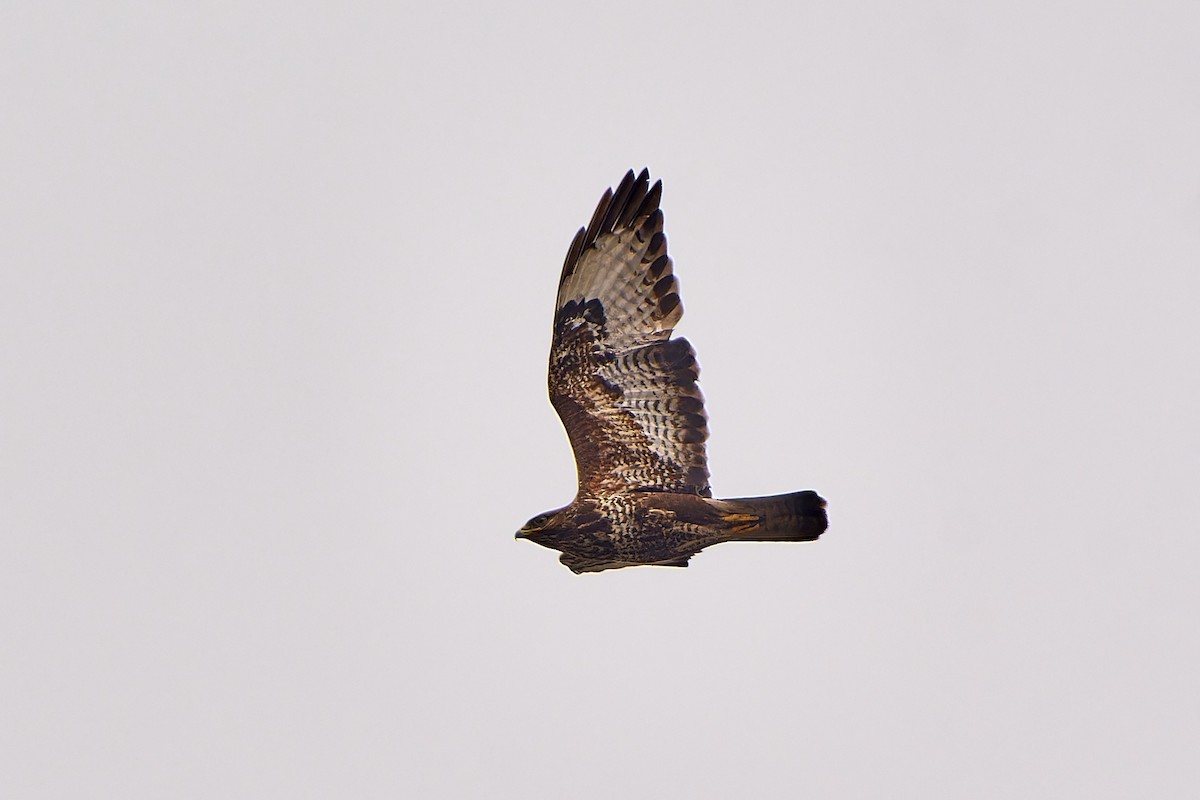 Канюк (buteo) - ML588541541