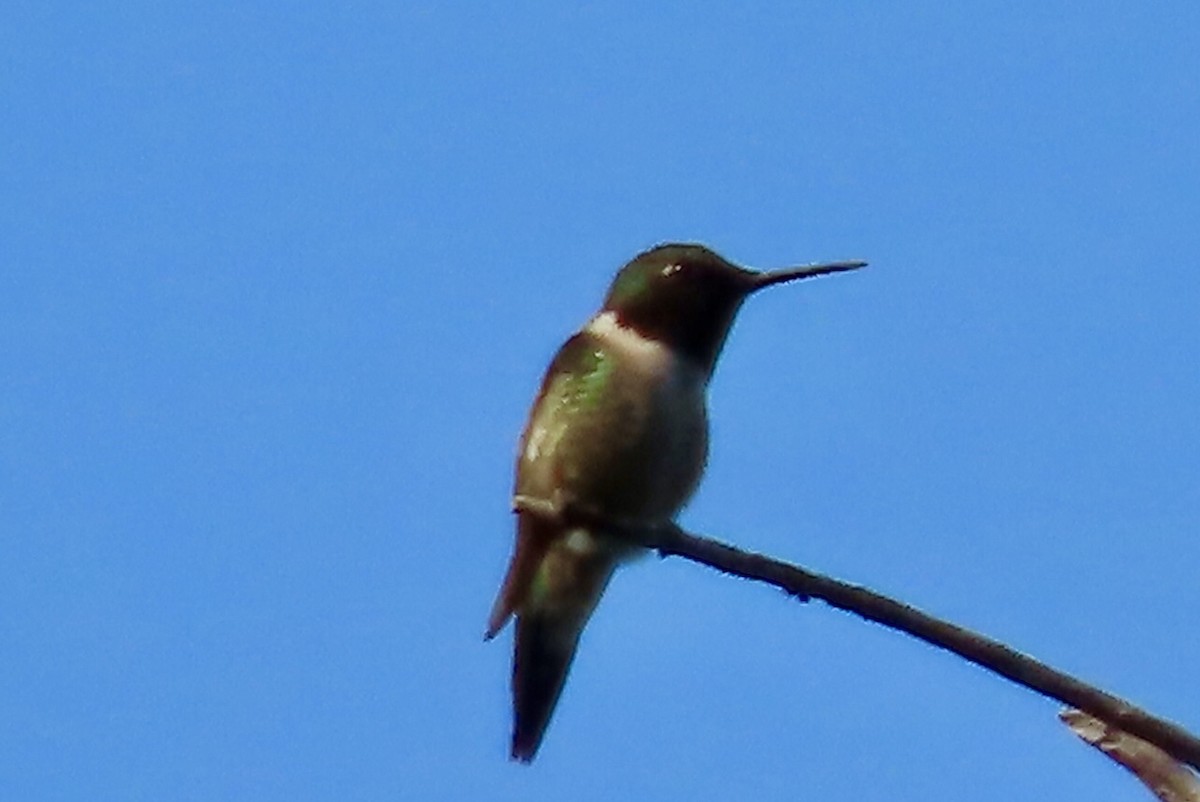 Colibri à gorge rubis - ML588542391