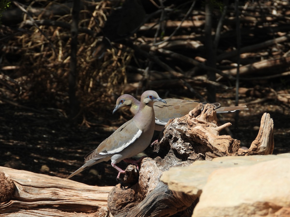 White-winged Dove - Debbie Baczewski