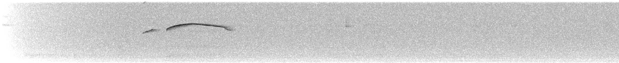 Barred Fruiteater - ML588543431