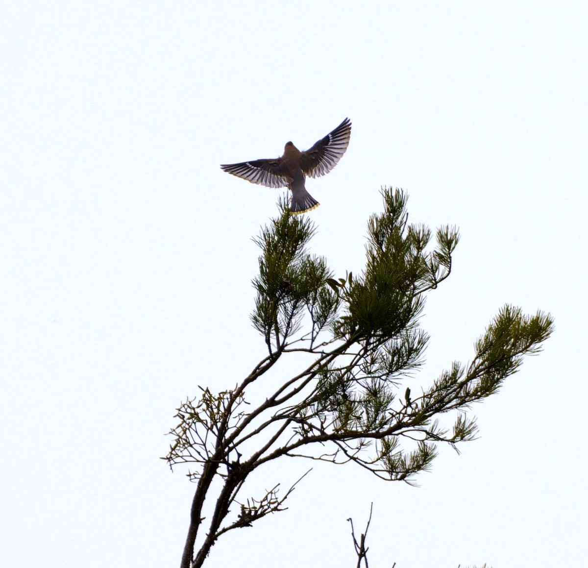 Bohemian Waxwing - ML588543531