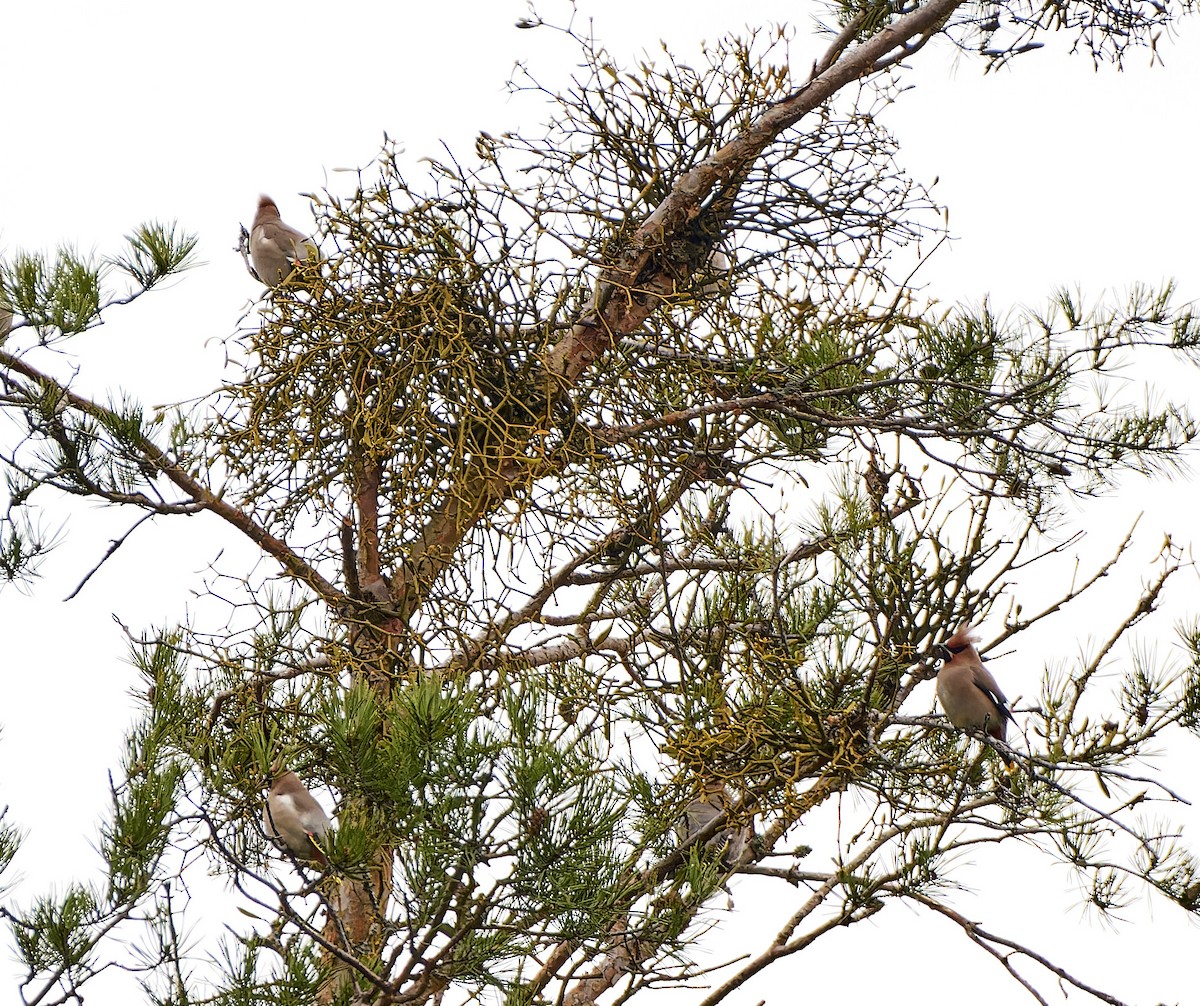 Bohemian Waxwing - ML588543571