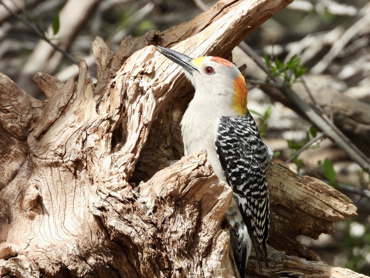 Golden-fronted Woodpecker - ML588543821