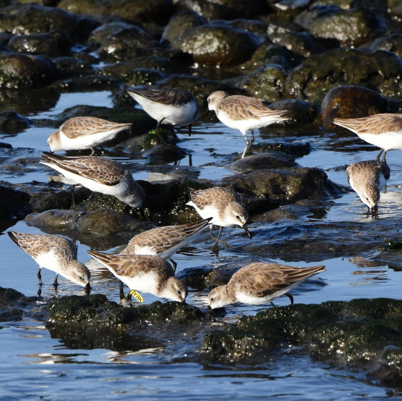 Semipalmated Plover - ML588544861