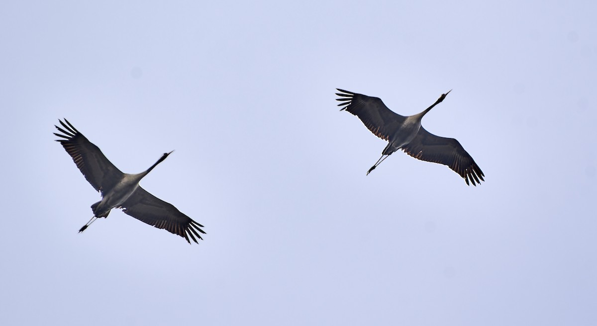 Grulla Común - ML588545701