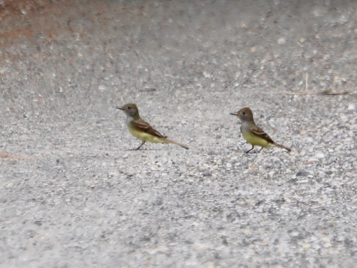 Great Crested Flycatcher - John Felton